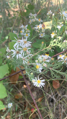 Symphyotrichum ericoides