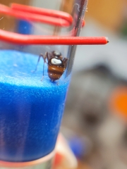 Aphaenogaster takahashii