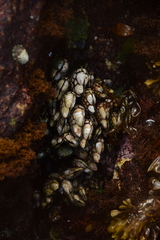 Pollicipes polymerus