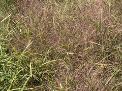 Eragrostis spectabilis