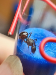 Aphaenogaster takahashii