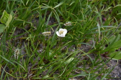 Anemone parviflora