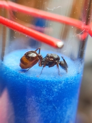 Aphaenogaster takahashii