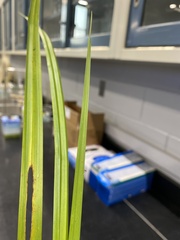 Carex lacustris