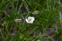 Anemone parviflora
