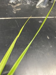 Carex lacustris
