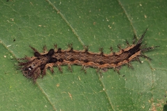 Lonomia