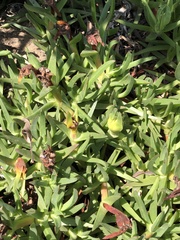 Carpobrotus edulis