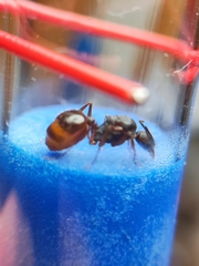 Aphaenogaster takahashii