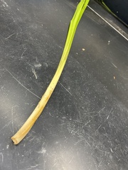 Carex lacustris