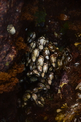 Pollicipes polymerus