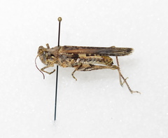 Derotmema laticinctum