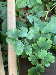 Aquilegia canadensis