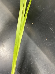 Carex lacustris