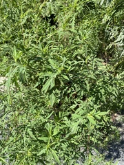 Ambrosia psilostachya