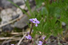 Boechera
