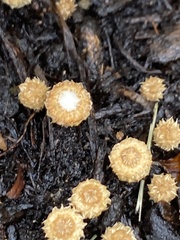 Cyathus stercoreus