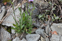 Boechera