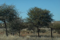 Vachellia erioloba