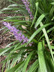Liriope muscari
