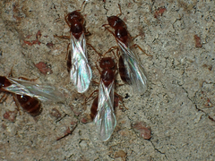 Pheidole bicarinata