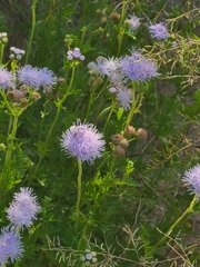 Conoclinium dissectum