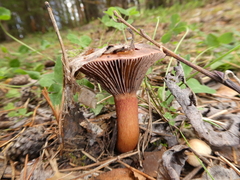 Chroogomphus rutilus