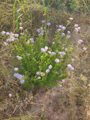 Conoclinium dissectum