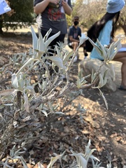 Salvia apiana