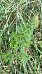 Torilis nodosa
