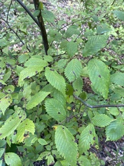 Ulmus americana