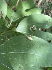 Oecanthus pini