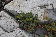 Sibbaldia procumbens