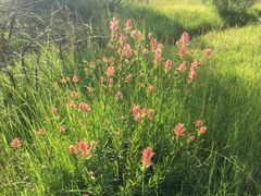 Castilleja miniata miniata