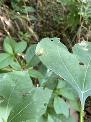 Oecanthus pini