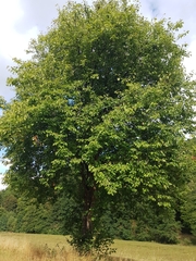 Torminalis glaberrima