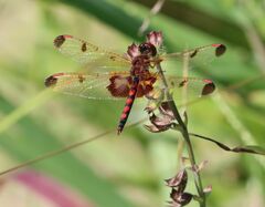 Celithemis elisa