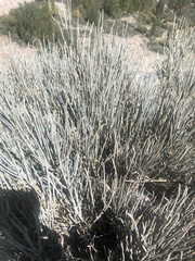 Ephedra