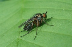 Dolichopus ungulatus