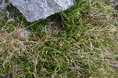 Diphasiastrum sitchense