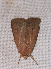 Xestia castanea