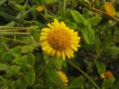Pulicaria dysenterica