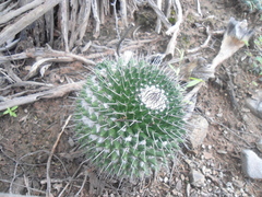 Mammillaria carnea