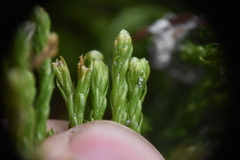 Diphasiastrum sitchense