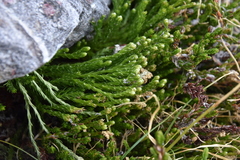 Diphasiastrum sitchense