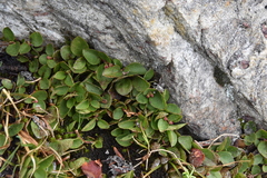 Gaultheria humifusa