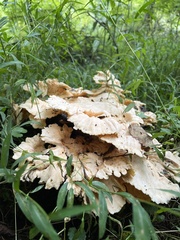 Bondarzewia berkeleyi