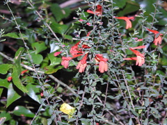 Clinopodium coccineum