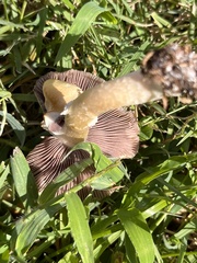 Stropharia coronilla