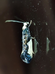 Monopis monachella